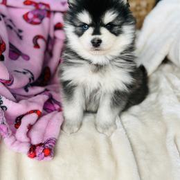 Roger - Black and white male Pomsky puppy in Yavapai County, Arizona from Pawsh Pomskies