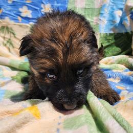 Gasket - Sable male German Shepherd puppy in Los Lunas, New Mexico from Mali's German Shepherds LLC