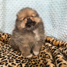 Boy 2 - Orange sable male Pomeranian puppy in Greenville, Georgia from Breezy Hill Poms