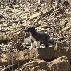 Mountain Cur Puppies from Walnut Ridge Mountain Curs