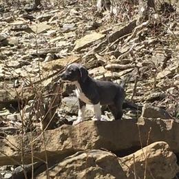 Mountain Cur Puppies from Walnut Ridge Mountain Curs