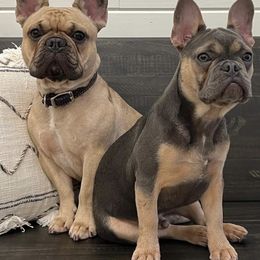 French Bulldog puppies from Moxxis Frenchies