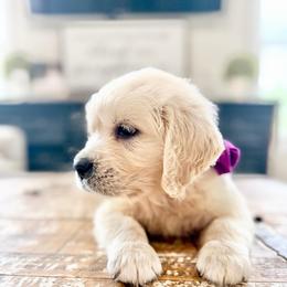 Pick 3 - Light golden female Golden Retriever puppy in Deer Lodge, Tennessee from SelahGold