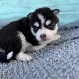 Conrad - Black and white male Pomsky puppy in Krum, Texas from Paw-Some Pomskies