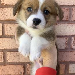 Snowflake - Red male Pembroke Welsh Corgi puppy in Cumming, Georgia from Carter’s Corgis LLC