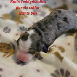 Boy 1 - Merle male Bernedoodle puppy in Schertz, Texas from Kat's Teddydoodles