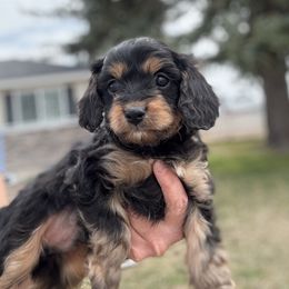 Cavapoo puppies from Beagles and Beyond, LLC
