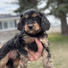 Cavapoo puppies from Beagles and Beyond, LLC