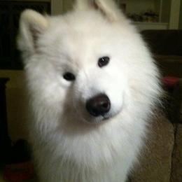 Jamie - Samoyed