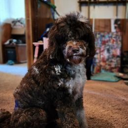 Cookie - Australian Labradoodle