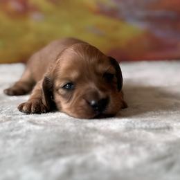 Wrangler - Red male Dachshund puppy in Pflugerville, Texas from Dream A Dream Dachshunds