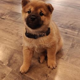 Shiba Inu Puppies from Slushpuppskies