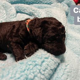 Boy 1 - Poodle puppy in Vancouver, Washington from Urban Hero Poodles