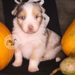 Gourdy-Boo - Red merle male Australian Shepherd puppy in Colorado Springs, Colorado from Dawn 2 Dusk Ranch