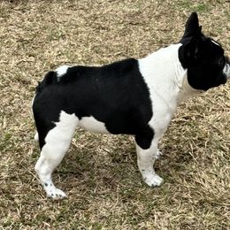 Cadence - French Bulldog