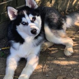 Pomskies from DoubleBee Pomsky Pups