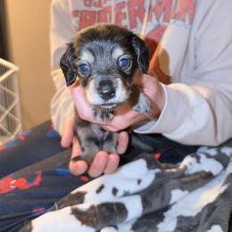 Male 2 (yellow collar) - Black and cream male Dachshund puppy in Modesto, California from Once Upon a Mini Dachshund
