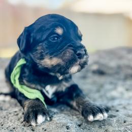 Colorado Green - Phantom male Goldendoodle puppy in Twin Falls, Idaho from Magic Valley Family Doodles