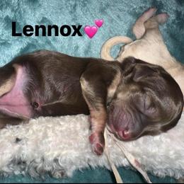 Lennox - Phantom female Goldendoodle puppy in Prosperity, Pennsylvania from Stelladoodles & Company