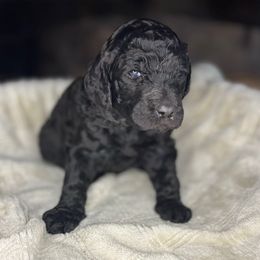 Emberly - Black and white female Aussiedoodle puppy in Monroe, North Carolina from The Klepper Homestead