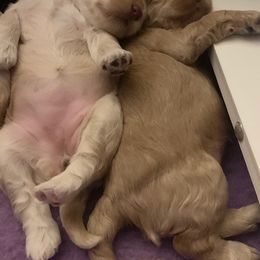 Australian Labradoodle Puppies from Charlotte Labradoodles