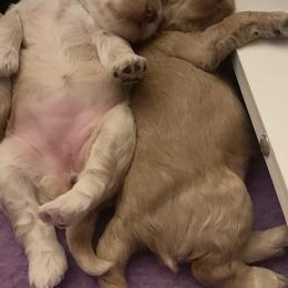 Australian Labradoodle Puppies from Charlotte Labradoodles