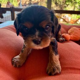 Prudence - Black and tan female Cavalier King Charles Spaniel puppy in Tucson, Arizona from Abbey Road Cavaliers