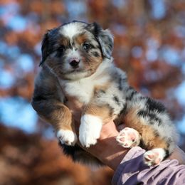 Griffin - Blue merle male Miniature American Shepherd puppy in Valparaiso, Indiana from Wigglebutt