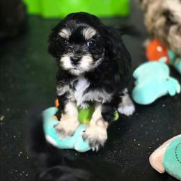 Girl 3 - female Havapoo puppy in Medina, Ohio from Momma's Minis