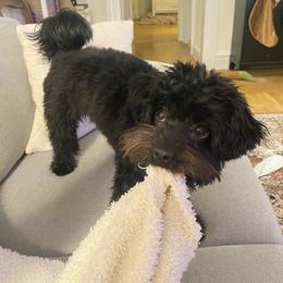 Bernedoodle, Cavapoo, Havanese, and Havapoo Puppies from Lady Paws Puppies - Cassie