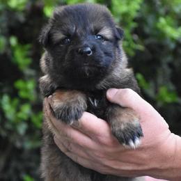 Green Collar Female - Sable female German Shepherd puppy in Mariana, Florida from Haus M Godwin