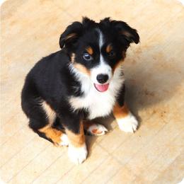 Bella's Black Tri Male - Black tri male Toy Australian Shepherd puppy in Leighton, Alabama from Isbell Land & Livestock, LLC