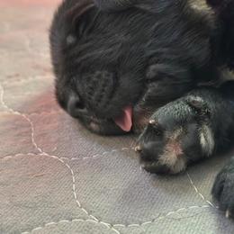Boy 2 - AKC Registered Brown - Black male Newfoundland puppy in Marshall, Missouri from Majestic Gentle Giants