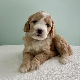 Sable - Red  female Goldendoodle puppy in Stanford, Kentucky from Holloway Goldendoodles