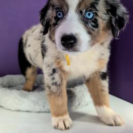 Raven3Girl1- BMF,LONGtail,AKC,OFAs,Genetics - Blue merle female Australian Shepherd puppy in South Hill, Virginia from Silverside Aussies LLC