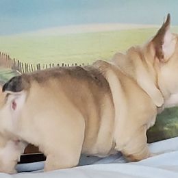 French Bulldog Puppies from BeYardCore Bullies
