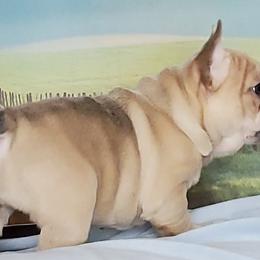 French Bulldog Puppies from BeYardCore Bullies