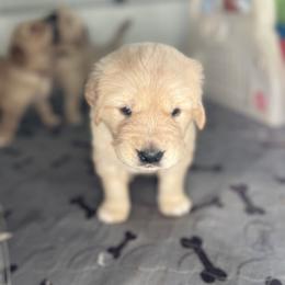Golden Retriever Puppies from Rose n’ Thistle Farm