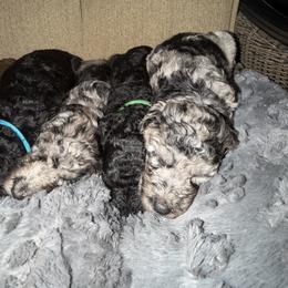 Purple Collar - Blue merle female Assorted Doodle Crosses puppy in Richmond, Texas from Blessed B Farm & Doodles
