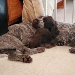 Wirehaired Pointing Griffon Puppies from Bristle Creek Wirehaired Pointing Griffons