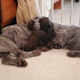 Wirehaired Pointing Griffon Puppies from Bristle Creek Wirehaired Pointing Griffons