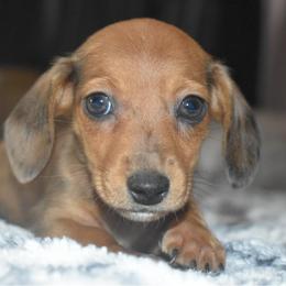 Dachshund Puppies from Sparkles & Spurs Mini Dachshunds