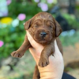 Skip - Red  male Goldendoodle puppy in Wharton, Texas from Little Fur Friends