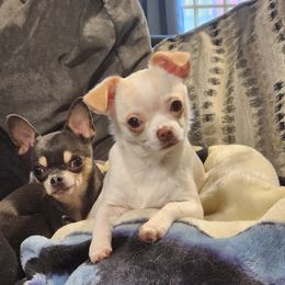 Chihuahuas from Paw's & Awe's Chihuahuas