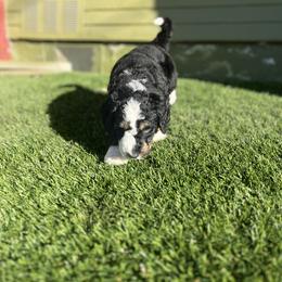 Bernedoodle Puppies from SoCal Bernedoodles