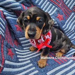 Lola - Dapple female Dachshund puppy in Gilmer, Texas from Watsons Dachshunds