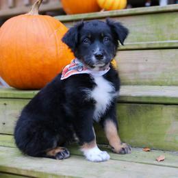 Bellatrix - Black tri-color female Australian Shepherd puppy in Statesville, North Carolina from Charming Australian Shepherds
