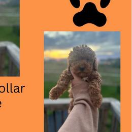 Simba - Red  Goldendoodle puppy in Noblesville, Indiana from R and H Doodles