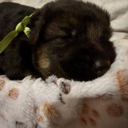 Puppy 1 - Black and red male German Shepherd puppy in La Salle, Colorado from Pure Heart German shepherds