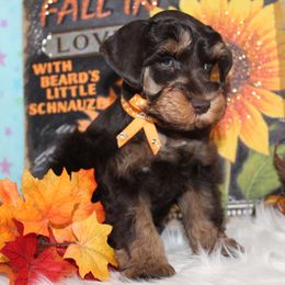 Rebel - Liver male Miniature Schnauzer puppy in Gary, Texas from Beards Little Schnauzers